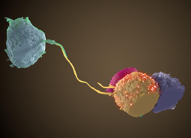 Contact bridge between HIV infected cell and uninfected cell