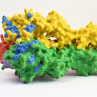 3D print of hemagglutinin (HA)