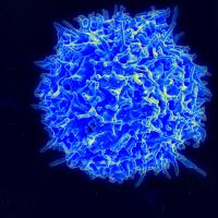 Healthy Human T Cell