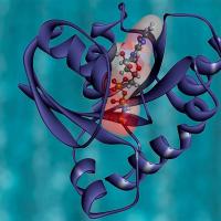 Color illustration of the KRAS protein