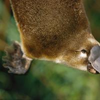 Duck-billed Platypus