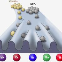 Illustration of the process of blood formation.